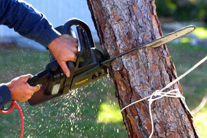 Wycinka i pielęgnacja drzew