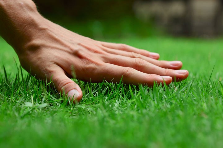 Zakładanie trawników